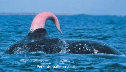 Pene de ballena azul