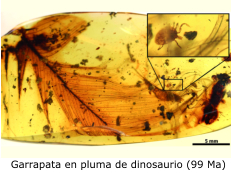 Garrapata en pluma de dinosaurio (99 Ma)